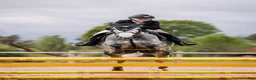 Hoppning hästar till salu: Fantastisk maxad D ponny - Annons 2
