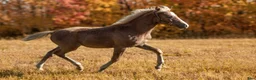 Allround hästar till salu: Welsh partbred föl  - Annons 4