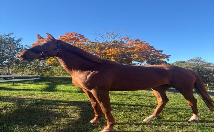  hästar i Kristdala - Annons 7