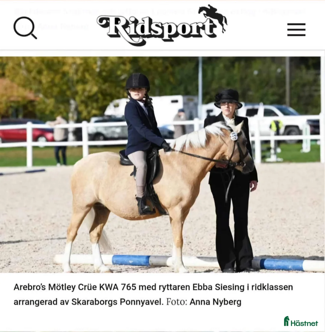 Allround hästar till salu: Framåt welsh mountainkille i Stenkullen - Annons 8