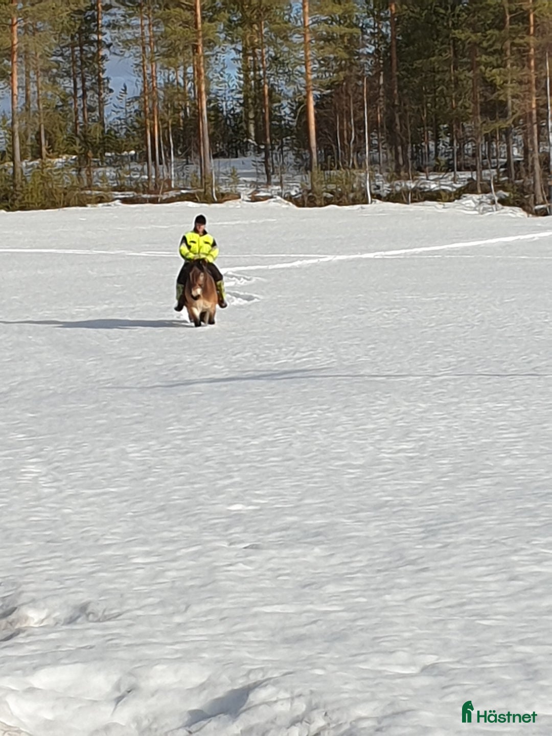 Körning hästar till salu: Fina Maximus, häst för körning! i Boden - Bild 2