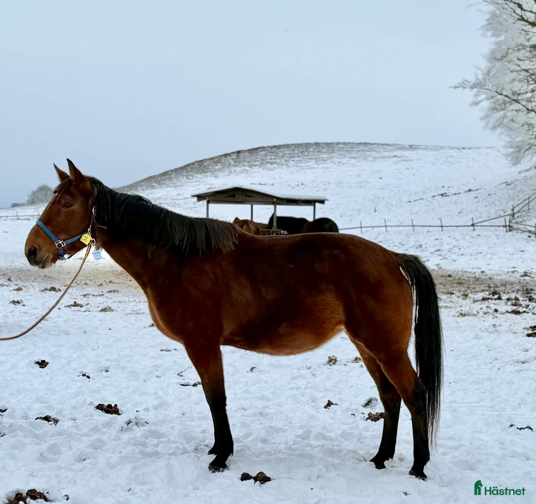 Trav hästar till salu: Jättefint fölsto (syster till Venkatesh) - Annons 2