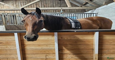  hästar i Ljungbyhed - Annons 8