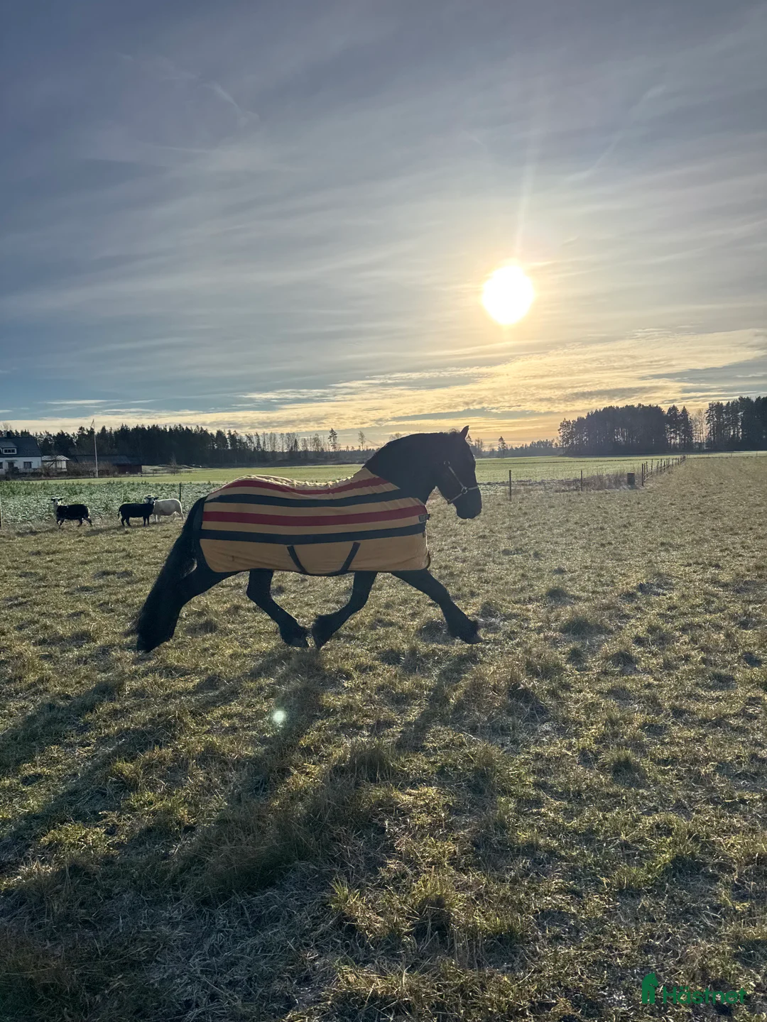 Övrigt hästar till salu: Känslig drömhäst ❤️ i Järpås - Annons 11