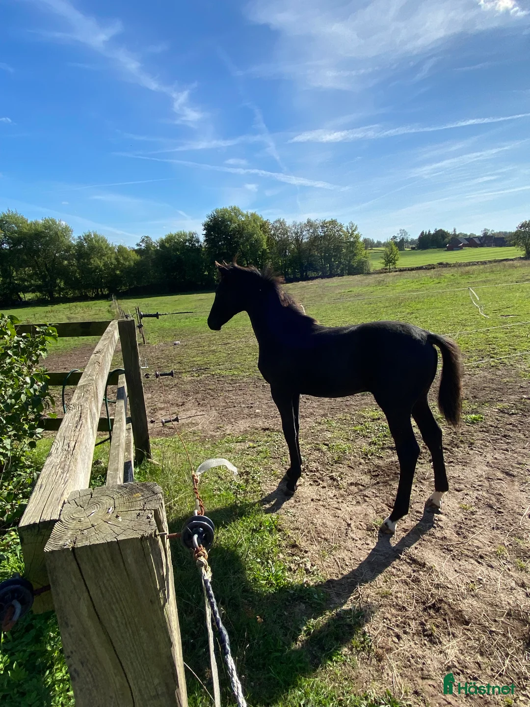 Dressyr hästar till salu: Vackert premieföl med fina gångarter  - Annons 5