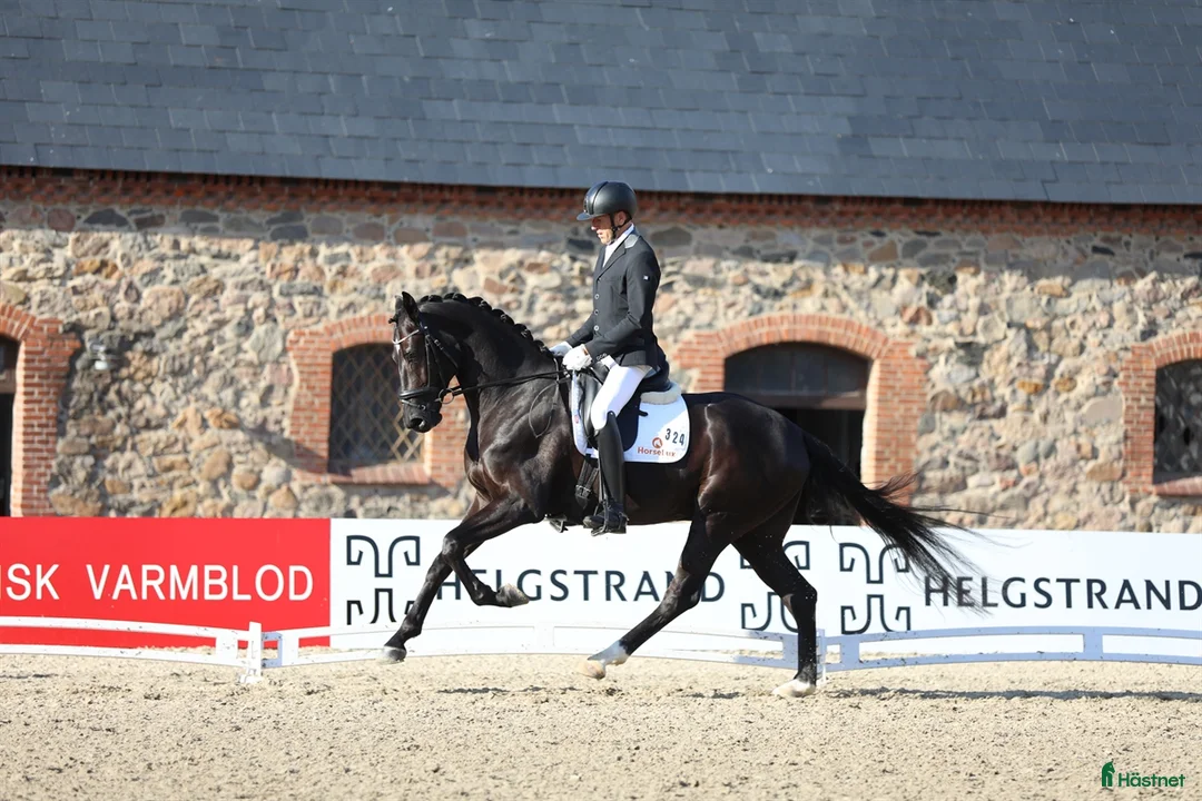 Dressyr hästar till salu: One In A Million  - Annons 2