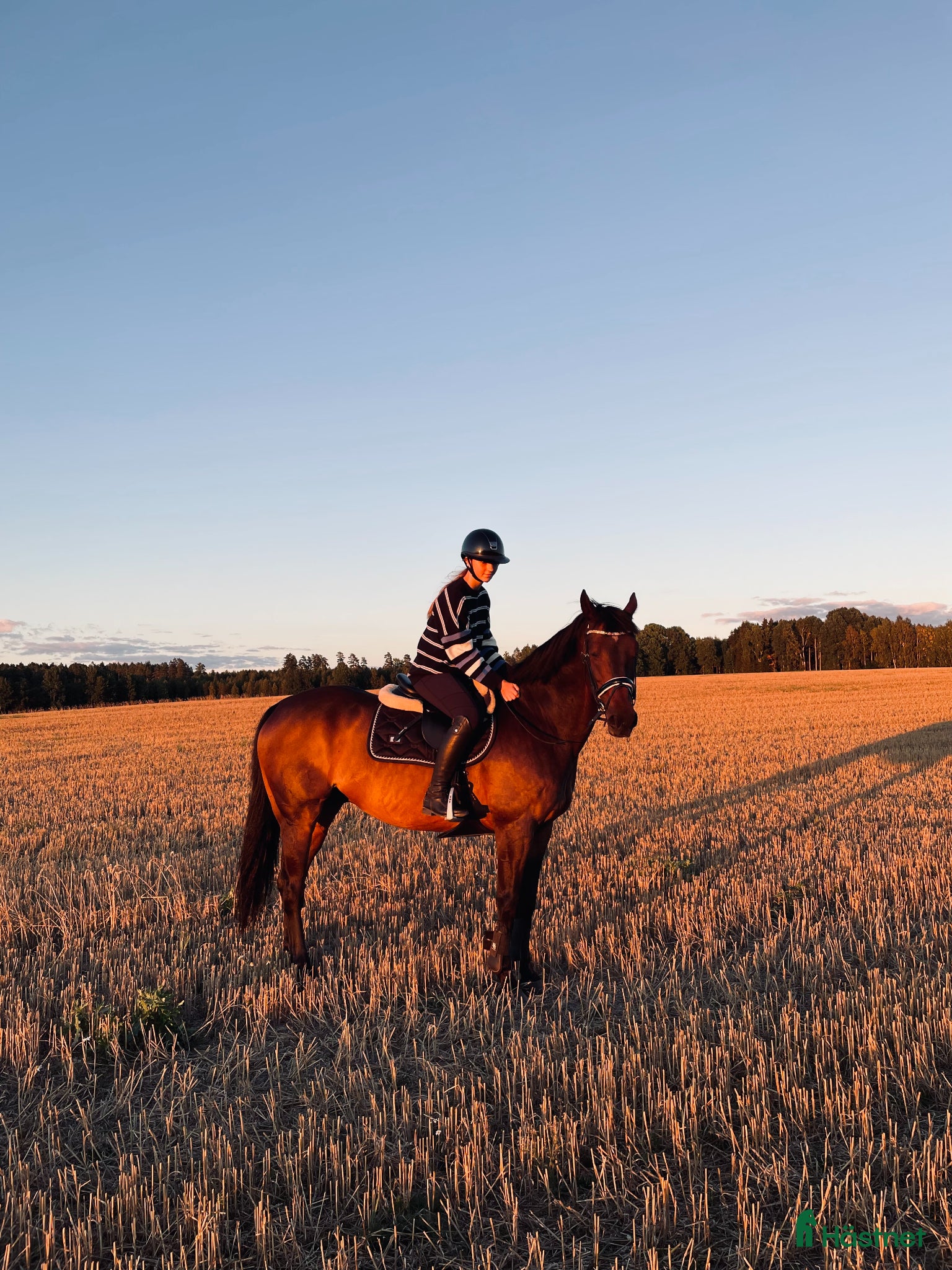  hästar Rebel söker ny bästa vän! - Annons 2