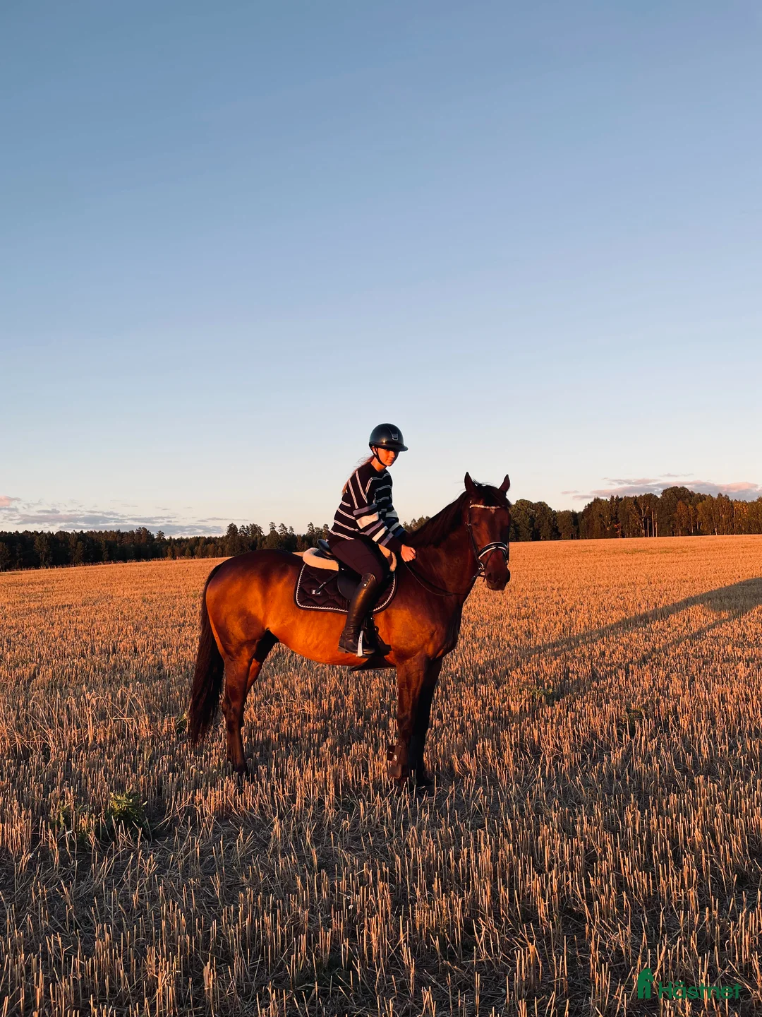 Allround hästar till salu: Rebel söker ny bästa vän! - Annons 2