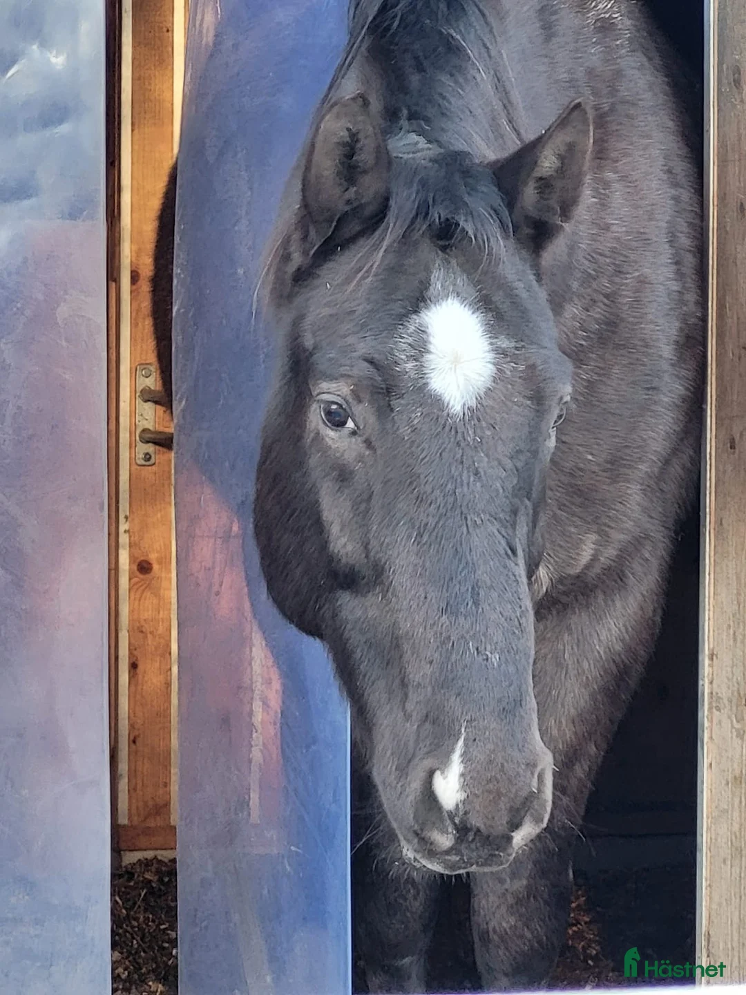 Allround hästar till salu: Max söker ett nytt hem - Annons 10