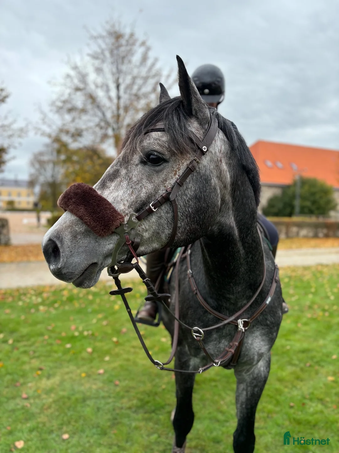 Sällskap hästar till salu: Världens snällaste sällskaps och promenadhäst - Annons 3