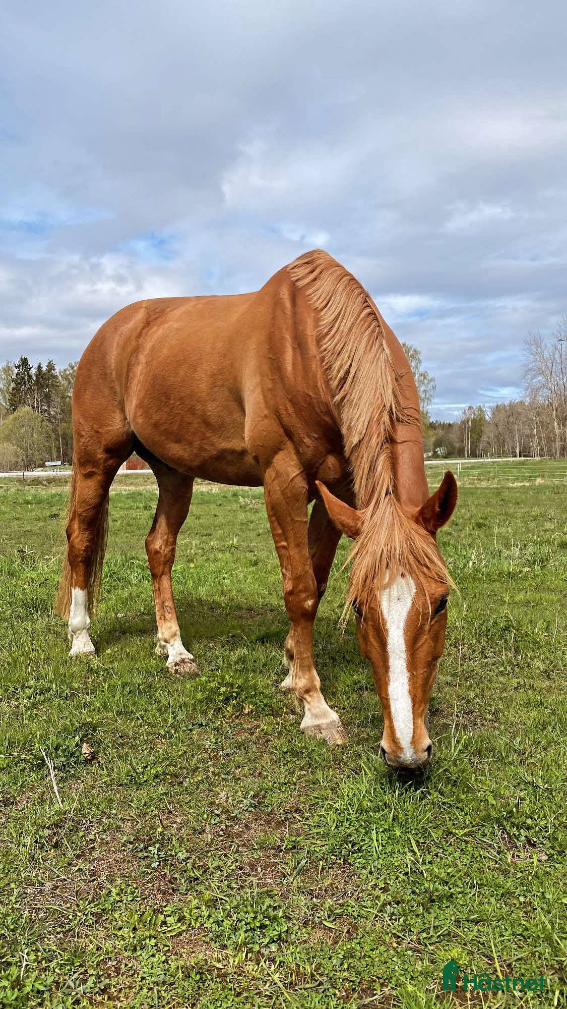  hästar Mångsidig valack  i Bergby - Annons 17