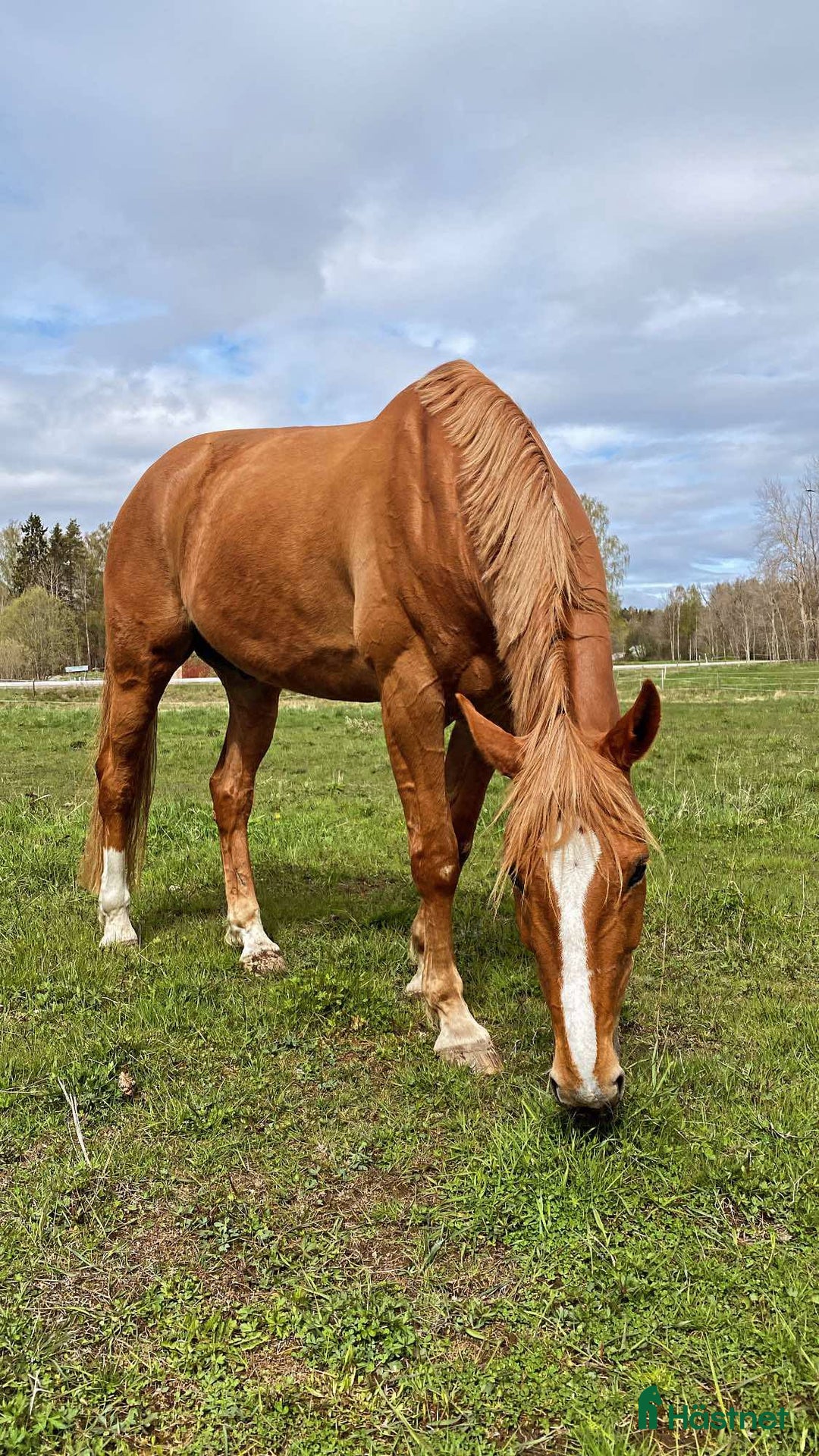 Allround hästar till salu: Mångsidig valack  i Bergby - Annons 1