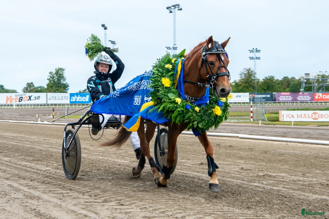 Trav hästar till salu: Årgångstopp o blivande Elitponny i Årjäng - Annons 2