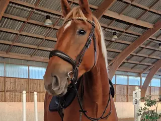 hästar Mycket lovande unghäst! ✨️ - Filmlänk - Annons 1