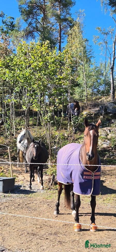  stallplats finnes: Stallplats i Tullinge för sto som klarar bete - Annons 7