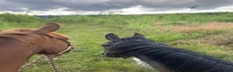Western hästar till salu: Cowhorse/ bästa kompis i Veddige - Annons 2