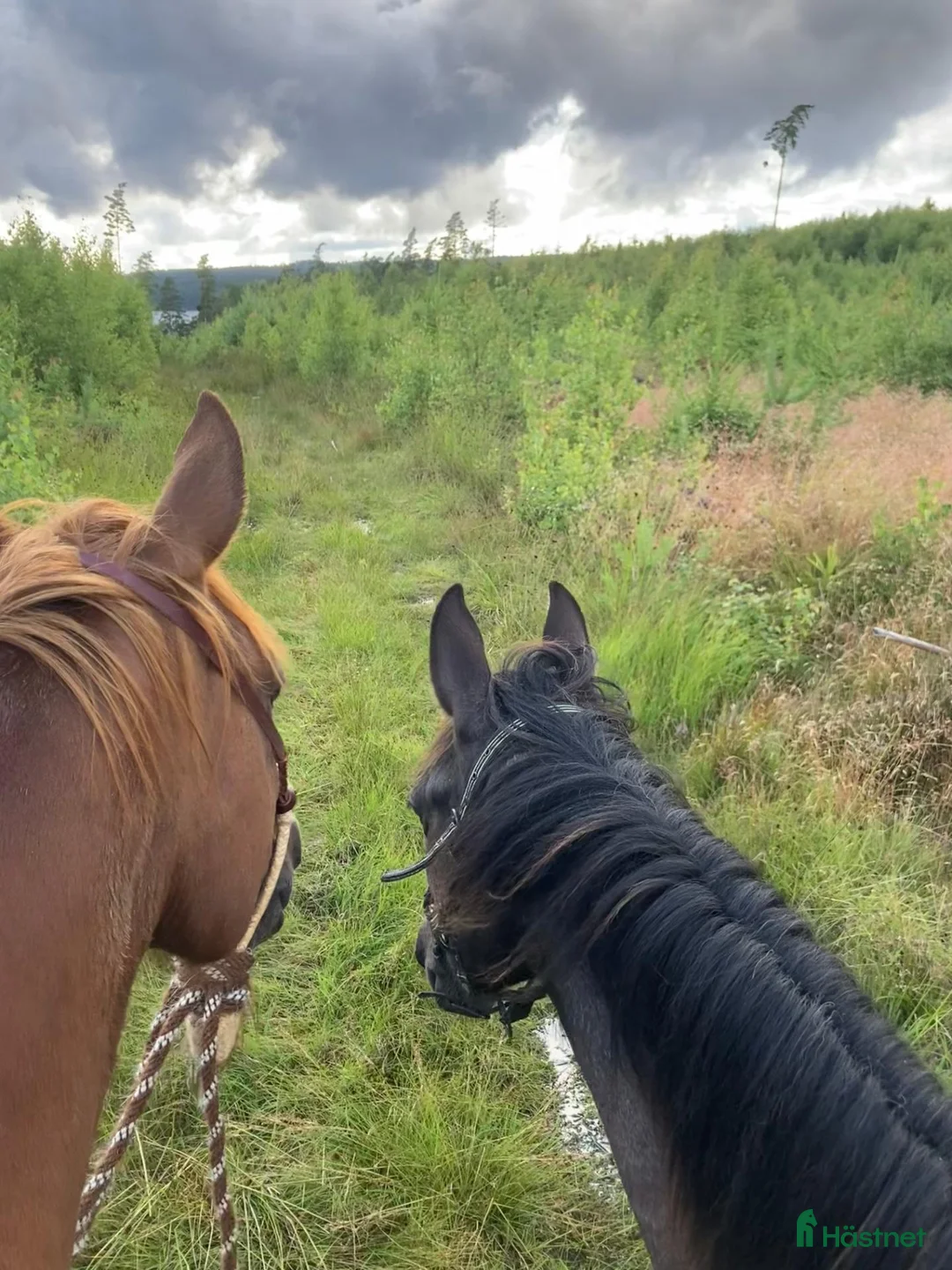 Western hästar till salu: Cowhorse/ bästa kompis i Veddige - Annons 2