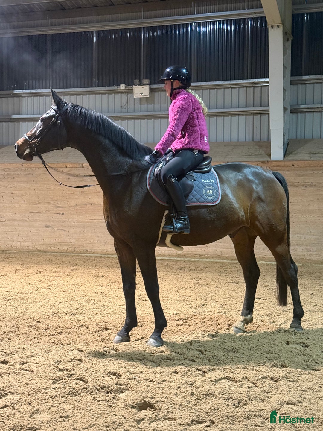 Allround hästar till salu: Mkt trevlig allroundvalack i Storfors - Annons 2