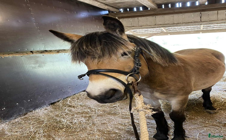  hästar i Uddebo - Annons 6