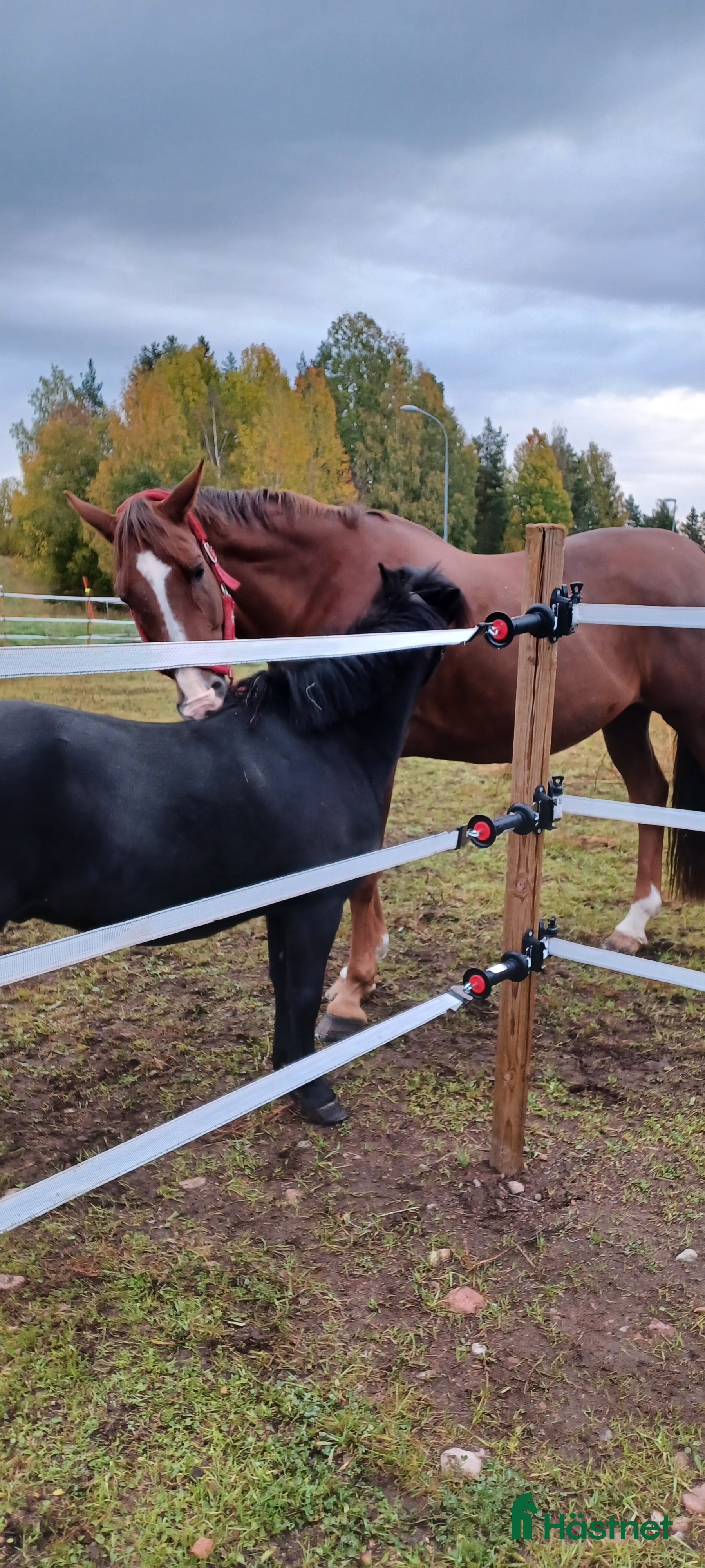  hästar Snygg kille - Annons 6