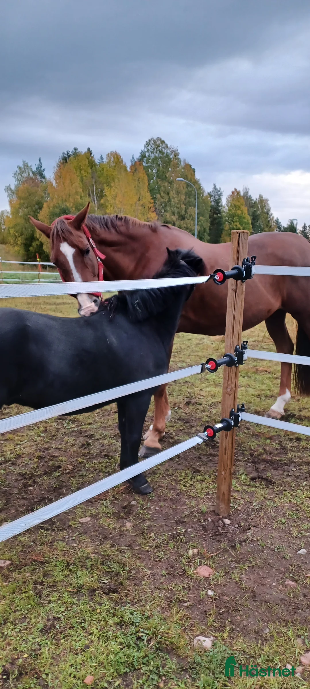 Allround hästar till salu: Snygg kille - Annons 1