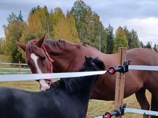 hästar Snygg kille - Annons 6