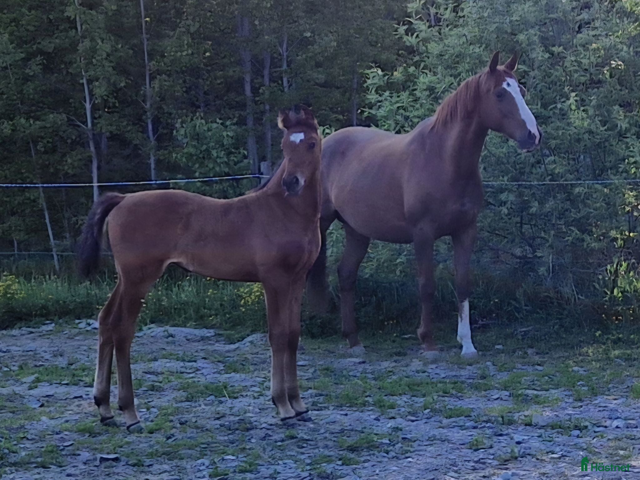  hästar Swb Sto e: Heartbeat - Annons 2