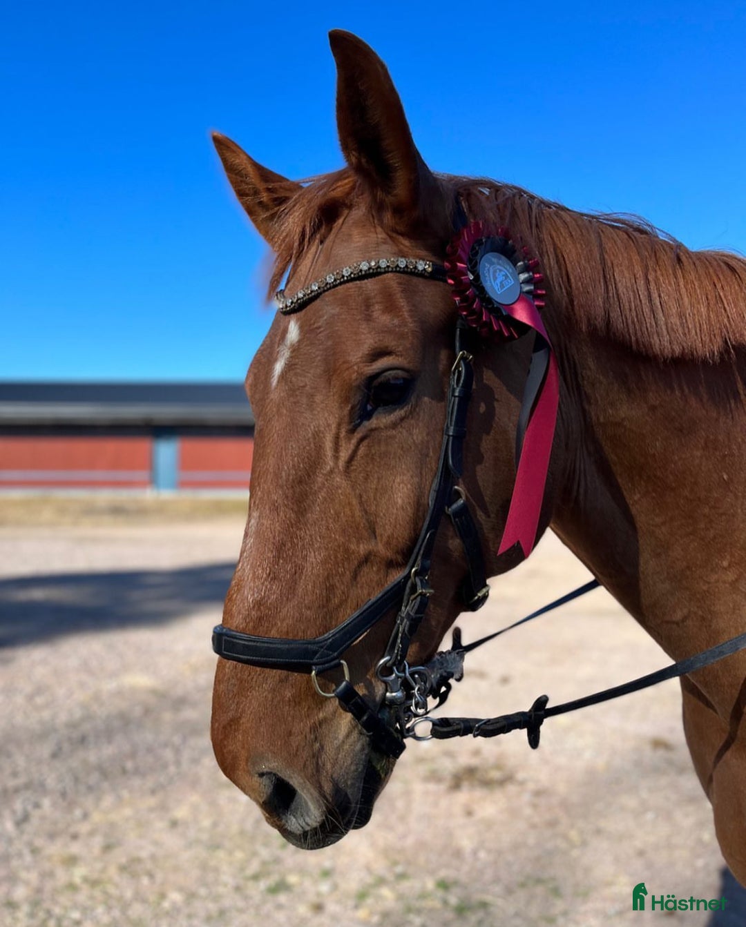 Allround hästar till salu: Snällaste gentlemannen i Falun - Annons 3