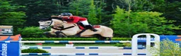Hoppning hästar sökes: Kvalitetshästar till försäljningsstall i Belgien i Mariestad - Annons 2