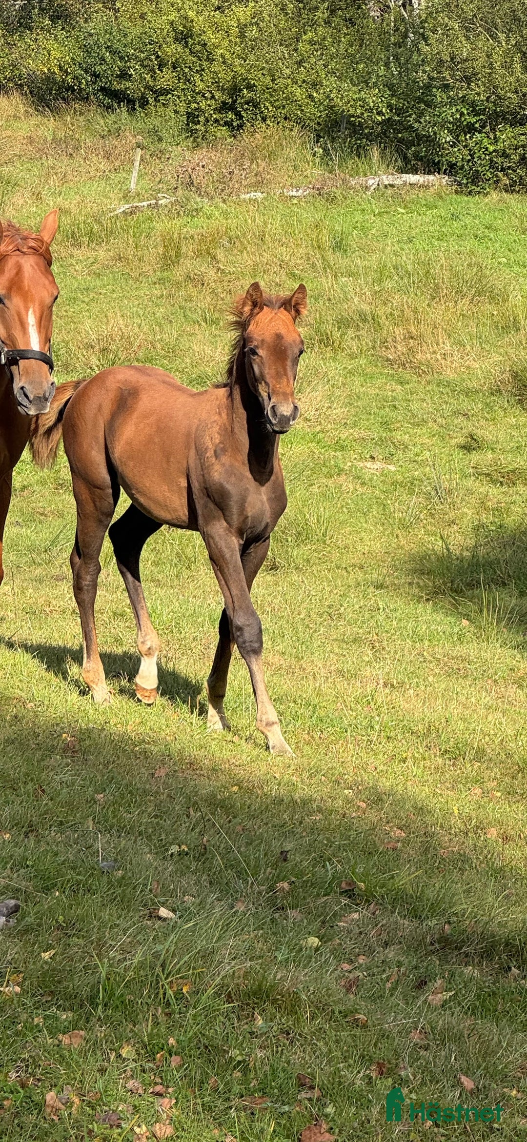 Hoppning hästar till salu: Hingstföl E: Corporal- Point Break  i Röke - Annons 2