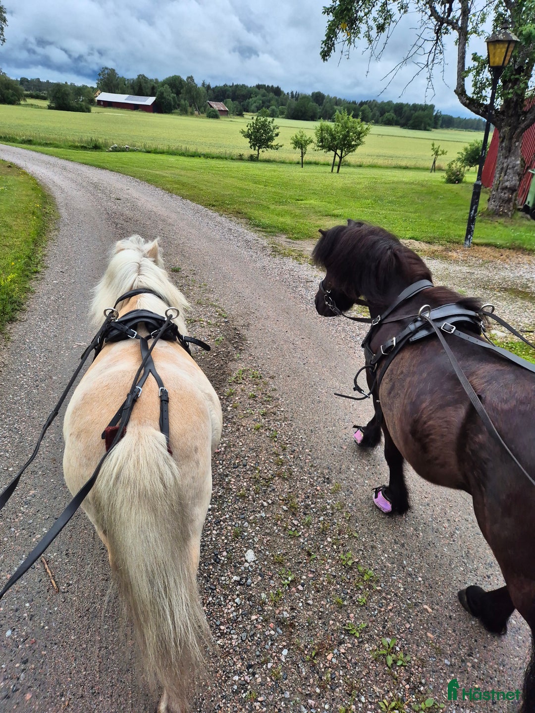 Övrigt hästar till salu: Allan söker nytt hem.  i Köping - Annons 3