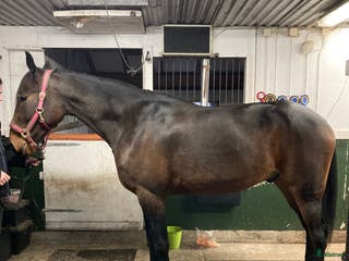 hästar Stor fin travare i Söråker - Annons 14