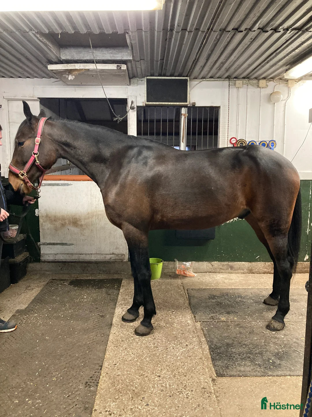 Trav hästar till salu: Stor fin travare - Annons 1