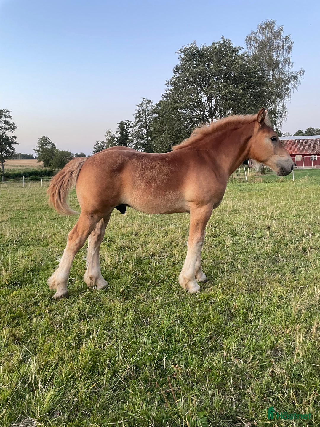 Körning hästar till salu: Välväxt hingst föl  i Skara - Annons 1