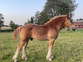 hästar Välväxt hingst föl i Skara - Annons 6