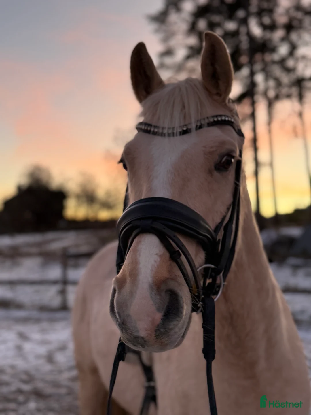 Dressyr hästar till salu: Prestationsavlad gångartsponny!  i Rånäs - Annons 3