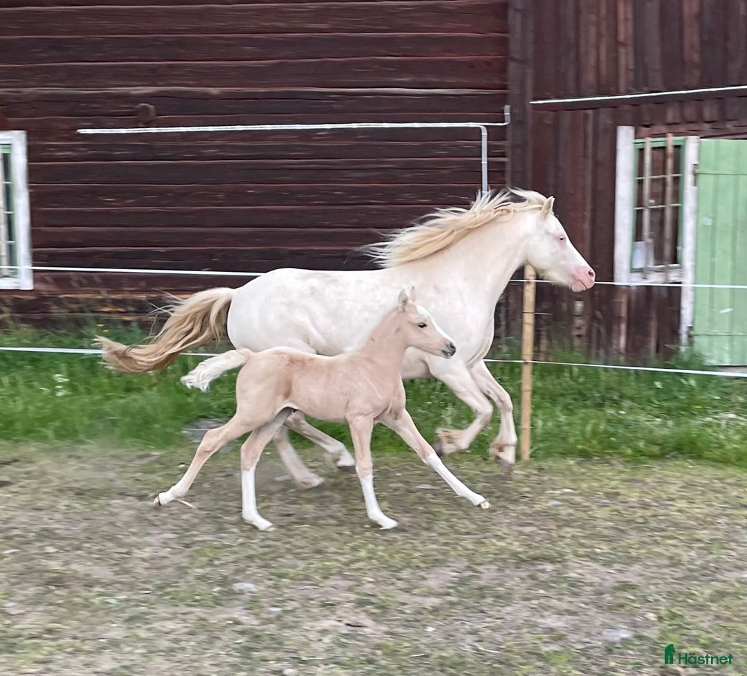 Allround hästar till salu: Vems drömponny? i Mörsil - Annons 11