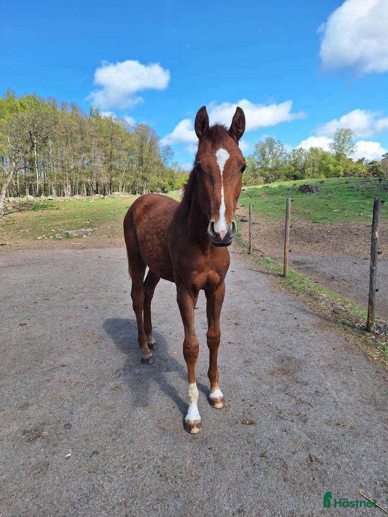  hästar Dressyrhäst 2-årig hingst i Glemmingebro - Annons 9