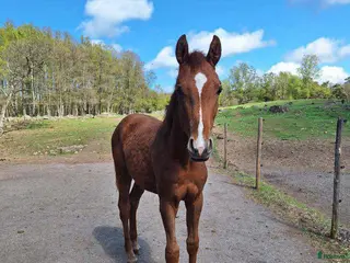 hästar Dressyrhäst 2-årig hingst i Glemmingebro - Annons 9