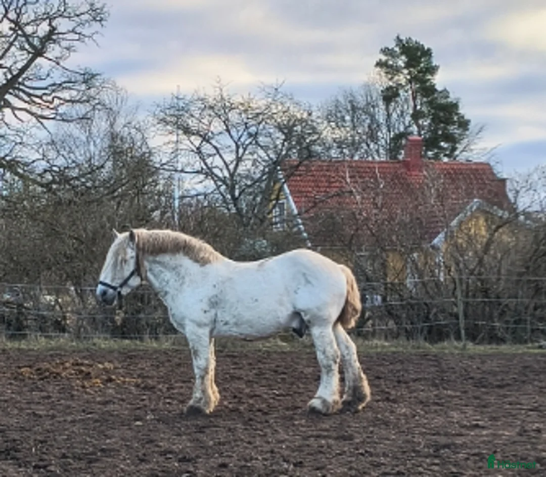 Övrigt hästar till salu: Godkänd ardenner hingst med extremt ovanlig färg - Annons 2
