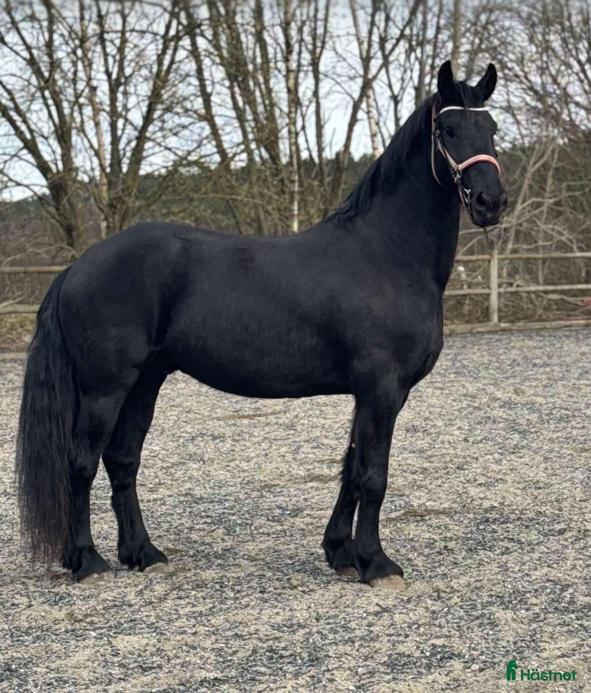  stallplats Lösdrift sökes omg! - Annons 12