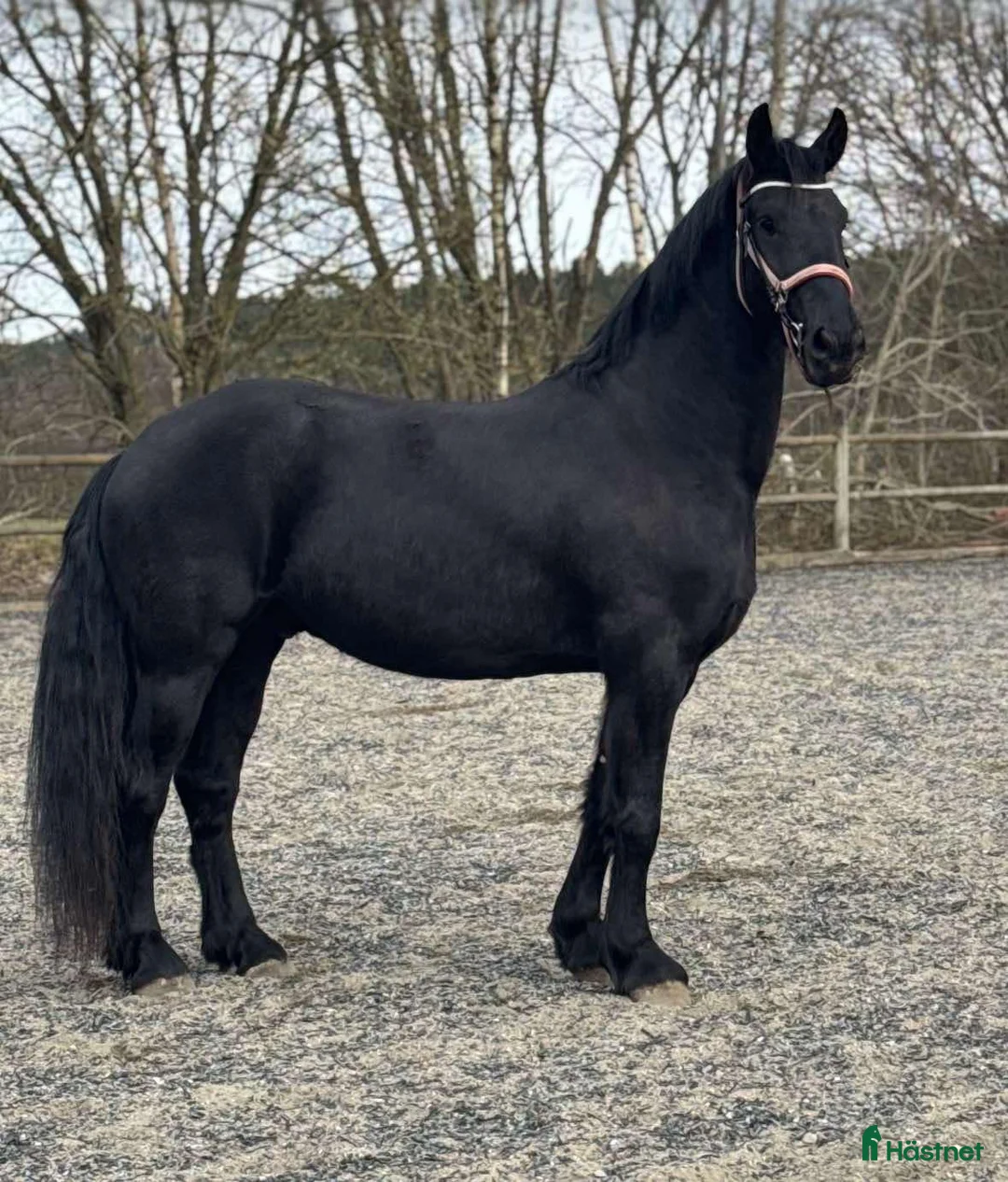  stallplats finnes: Lösdrift sökes omg! - Annons 1