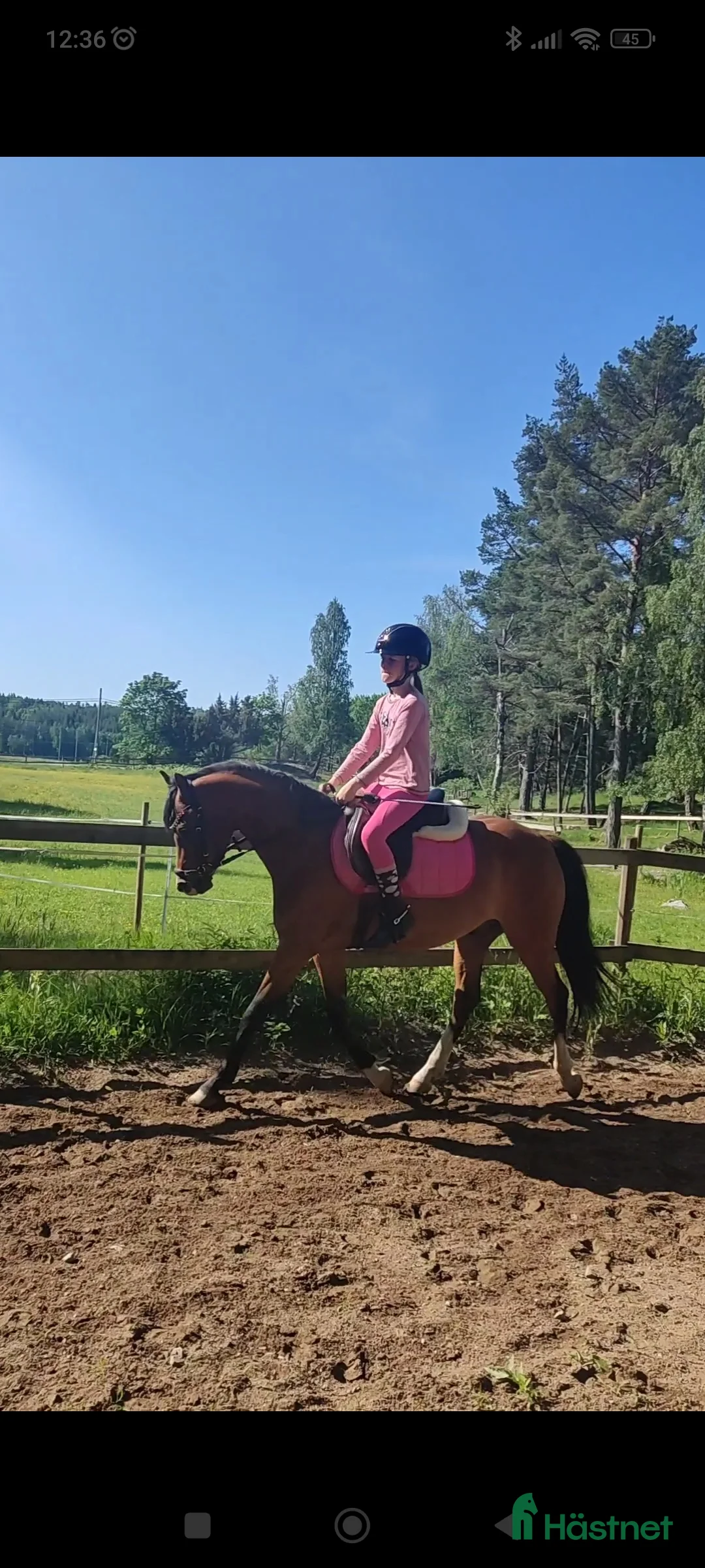Allround hästar sökes: Äldre läromästare sökes (ponny eller storhäst) - Annons 6