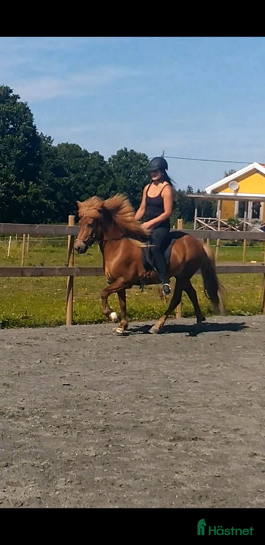 Island hästar till salu: 3 islandsston av hög kvalitet säljes pga flytt  i Fjärås - Annons 8