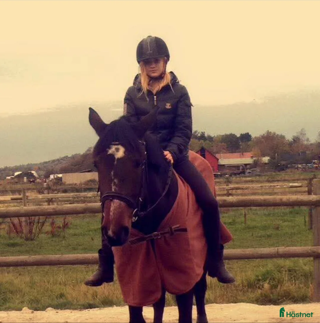  medryttarhäst sökes: Söker häst att pyssla om i/runt Mölndal - Annons 1