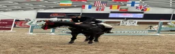Hoppning hästar till salu: Smuk FEI springpony - Annons 4