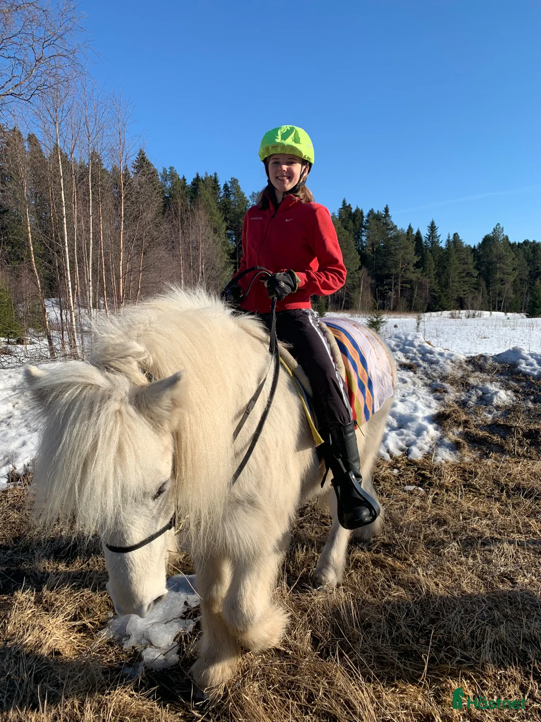 Island hästar till salu: Drömhästen Dagur säljes.  - Annons 2