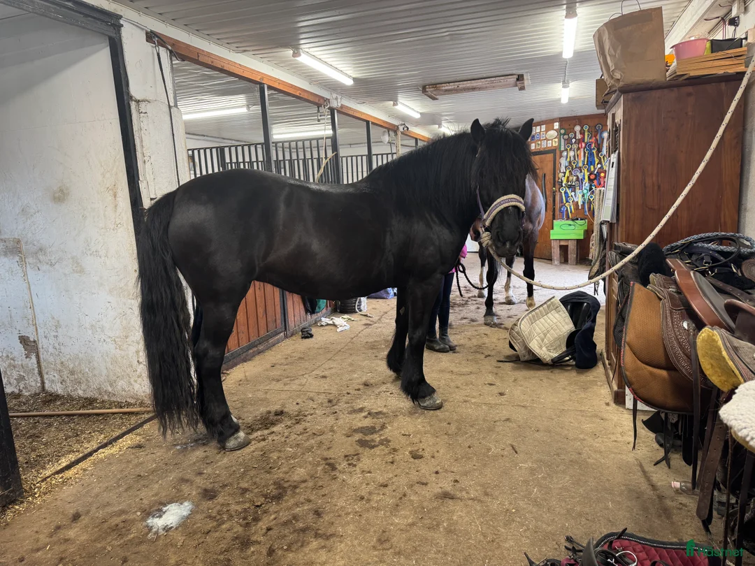 Allround hästar till salu: Vacker underbart kallblodsto i Lycksele - Annons 8