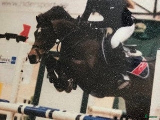 Allround hästar till salu: Kolla film! Hingstämne? i Hestra - Annons 2