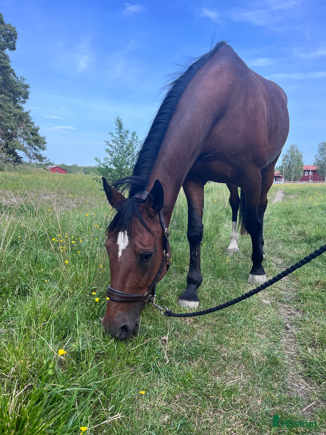 Sällskap hästar till salu: Världens mysigaste Cassie! - Annons 1